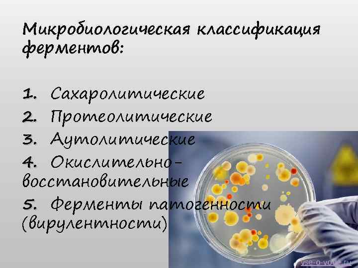 Микробиологическая классификация ферментов: 1. Сахаролитические 2. Протеолитические 3. Аутолитические 4. Окислительновосстановительные 5. Ферменты патогенности