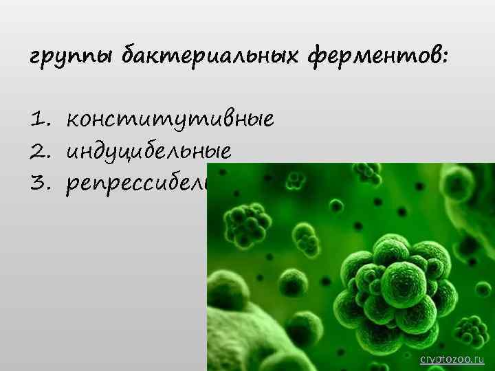 группы бактериальных ферментов: 1. конститутивные 2. индуцибельные 3. репрессибельные cryptozoo. ru 