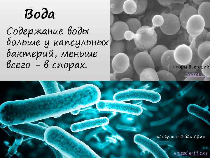 Вода Содержание воды больше у капсульных бактерий, меньше всего - в спорах. споры бактерий