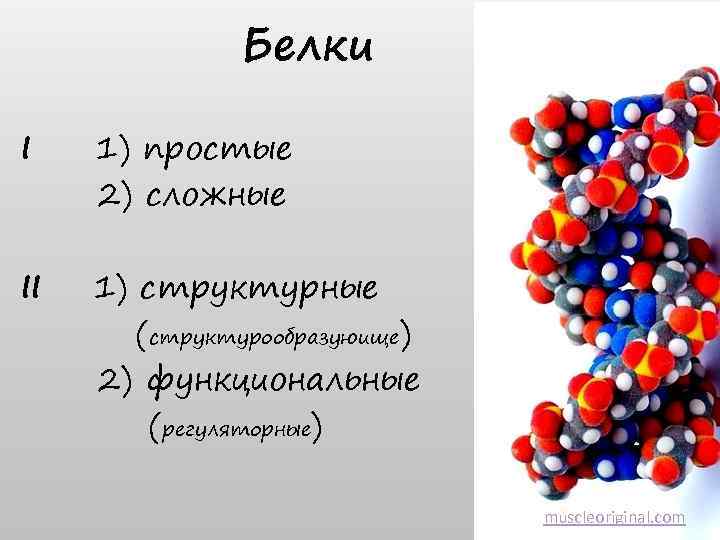 Белки I 1) простые 2) сложные II 1) структурные (структурообразуюище) 2) функциональные (регуляторные) muscleoriginal.