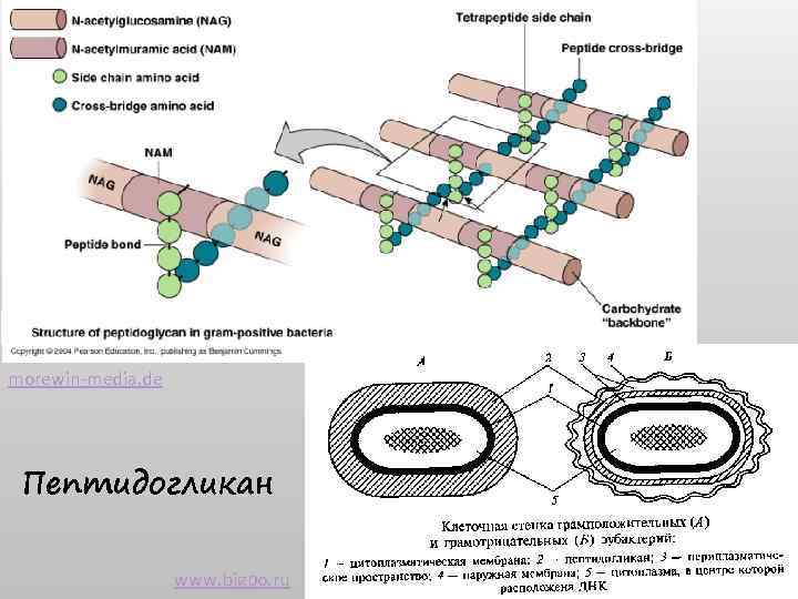 morewin-media. de Пептидогликан www. bigpo. ru 