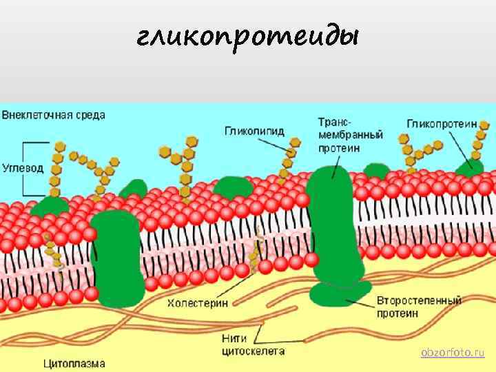 гликопротеиды obzorfoto. ru 