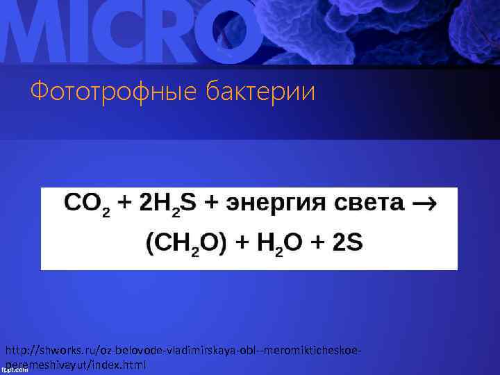 Фототрофные бактерии http: //shworks. ru/oz-belovode-vladimirskaya-obl--meromikticheskoeperemeshivayut/index. html 