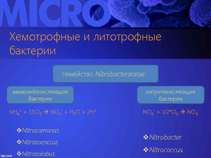 Хемотрофные и литотрофные бактерии семейство Nitrobacteraceae аммонийокисляющие бактерии NH 4+ + 1, 5 O