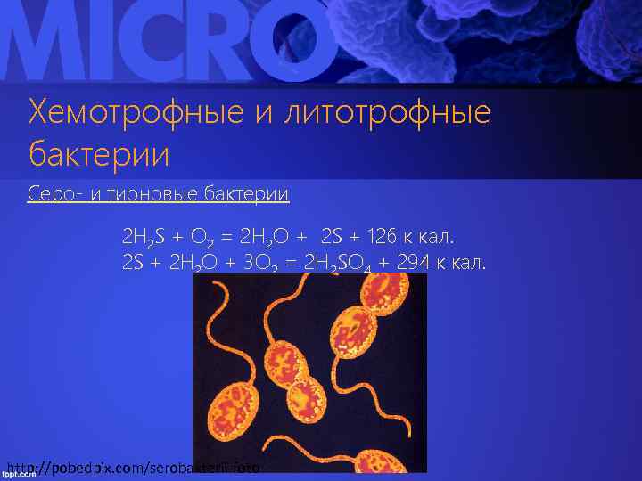 Хемотрофные и литотрофные бактерии Серо- и тионовые бактерии 2 H 2 S + О