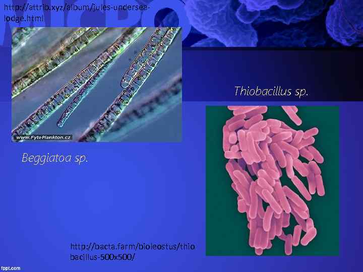 http: //attrib. xyz/album/jules-undersealodge. html Thiobacillus sp. Beggiatoa sp. http: //bacta. farm/bioleostus/thio bacillus-500 x 500/
