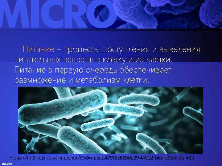 Питание – процессы поступления и выведения питательных веществ в клетку и из клетки. Питание