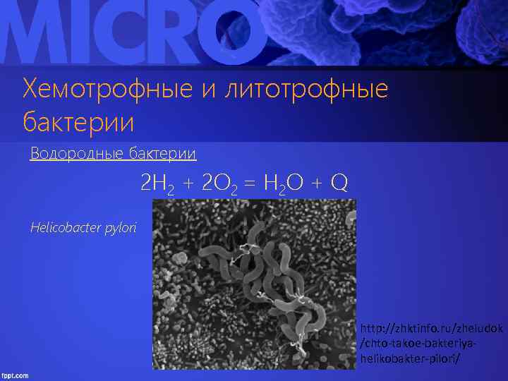 Хемотрофные и литотрофные бактерии Водородные бактерии 2 H 2 + 2 O 2 =