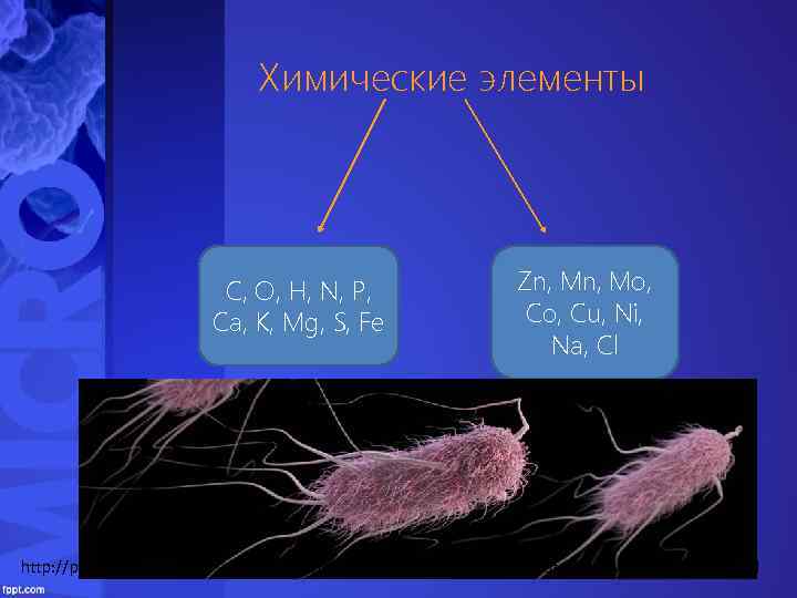 Химические элементы С, O, H, N, P, Ca, K, Mg, S, Fe Zn, Mo,
