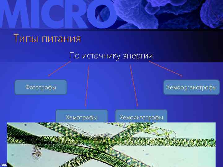 Типы питания По источнику энергии Фототрофы Хемоорганотрофы Хемолитотрофы https: //www. aqa. ru/plants/publications. php? query=6