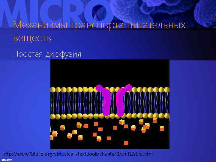 Механизмы транспорта питательных веществ Простая диффузия http: //www. ibiblio. org/virtualcell/textbook/chapter 3/cmf 1 A 1