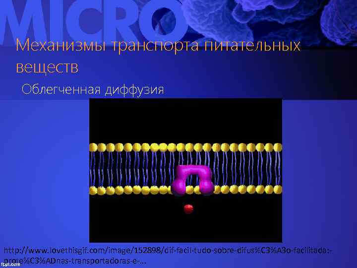 Механизмы транспорта питательных веществ Облегченная диффузия http: //www. lovethisgif. com/image/152898/dif-facil-tudo-sobre-difus%C 3%A 3 o-facilitada: prote%C