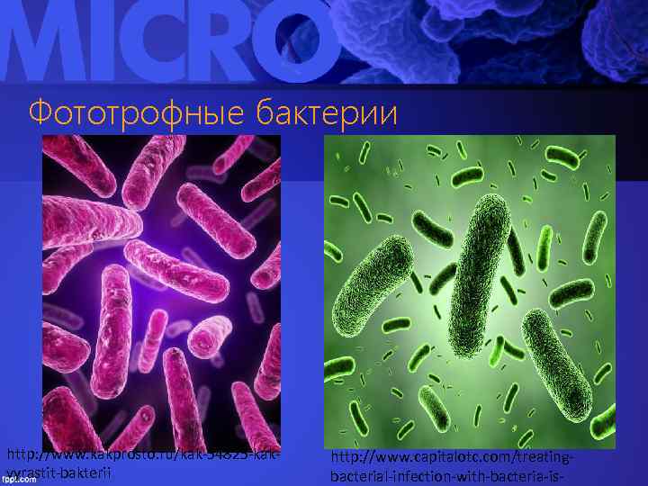 Фототрофные бактерии http: //www. kakprosto. ru/kak-54825 -kakvyrastit-bakterii http: //www. capitalotc. com/treatingbacterial-infection-with-bacteria-is- 