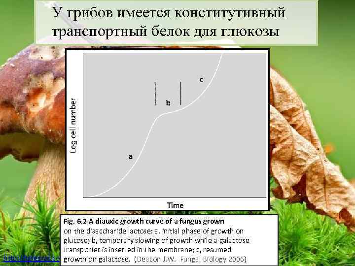 У грибов имеется конститутивный транспортный белок для глюкозы Fig. 6. 2 A diauxic growth