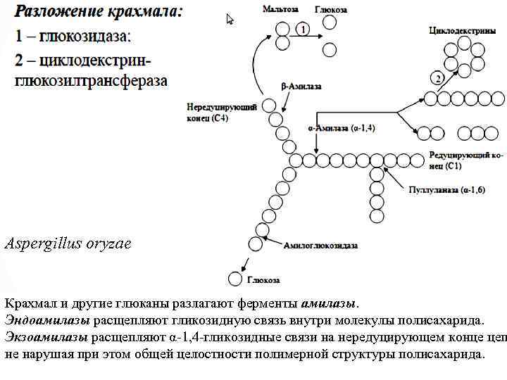 Крахмальное на карте украины. Схема расщепления крахмала. Механизм расщепления крахмала амилазой. Альфа амилаза формула. Амилаза фермент.