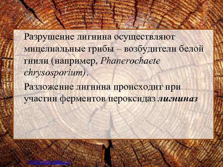 Разрушение лигнина осуществляют мицелиальные грибы – возбудители белой гнили (например, Phanerochaete chrysosporium). Разложение лигнина