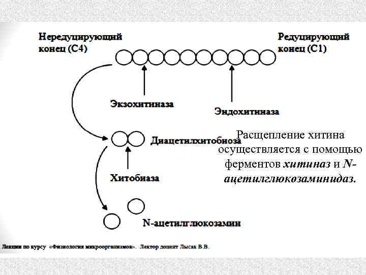 Расщепление хитина осуществляется с помощью ферментов хитиназ и Nацетилглюкозаминидаз. 