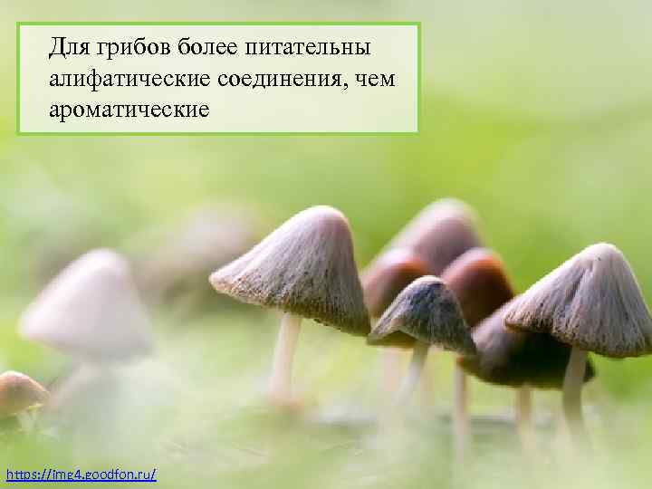 Для грибов более питательны алифатические соединения, чем ароматические https: //img 4. goodfon. ru/ 