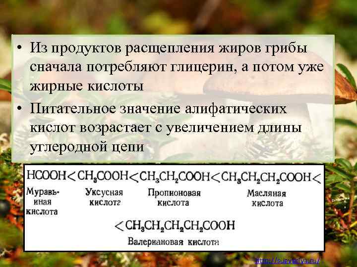  • Из продуктов расщепления жиров грибы сначала потребляют глицерин, а потом уже жирные