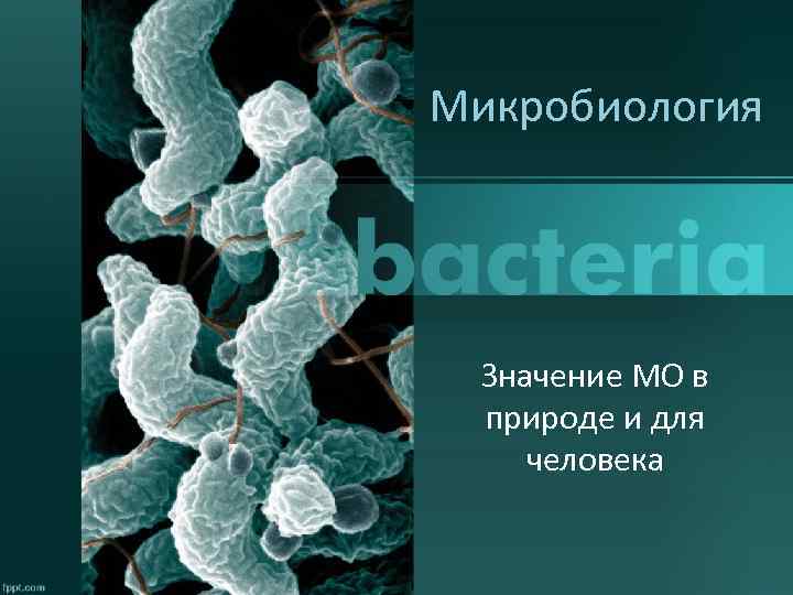 Микробиология Значение МО в природе и для человека 