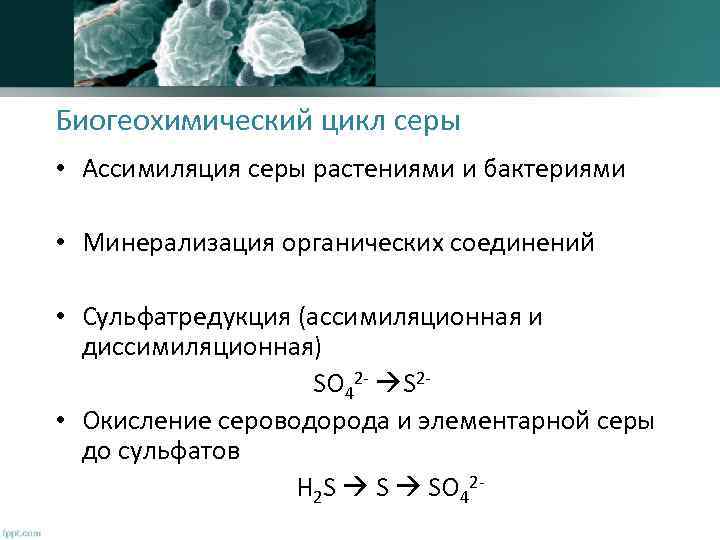 Биогеохимический цикл серы • Ассимиляция серы растениями и бактериями • Минерализация органических соединений •