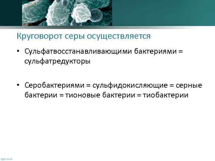 Круговорот серы осуществляется • Сульфатвосстанавливающими бактериями = сульфатредукторы • Серобактериями = сульфидокисляющие = серные