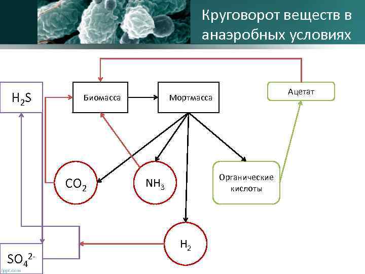 Круговорот веществ в анаэробных условиях H 2 S <Биомасса CO 2 SO 42 -