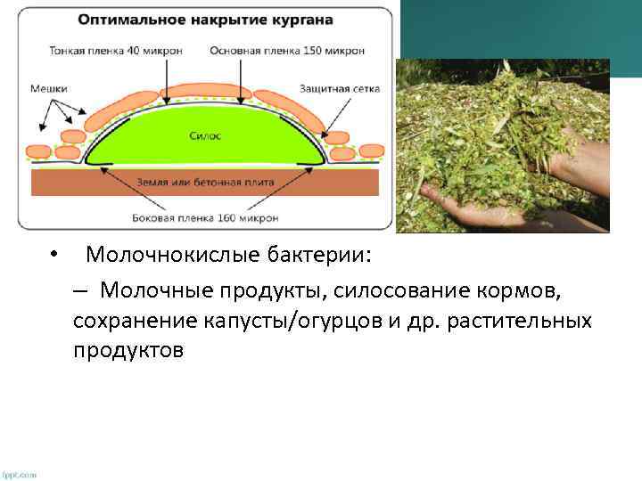 Значение МО для человека Дрожжи: – Производство вина, пива, хлебопечение, кормовые добавки, очистка нефти