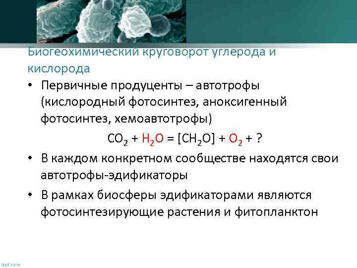 Биогеохимический круговорот углерода и кислорода • Первичные продуценты – автотрофы (кислородный фотосинтез, аноксигенный фотосинтез,