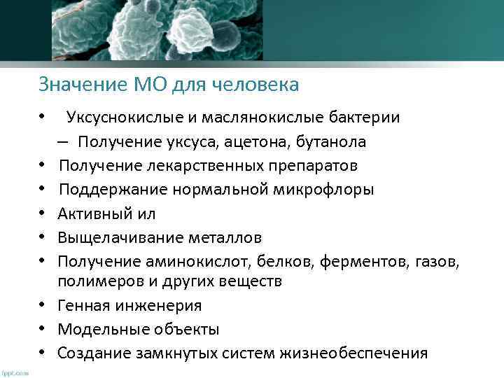 Значение МО для человека • • • Уксуснокислые и маслянокислые бактерии – Получение уксуса,
