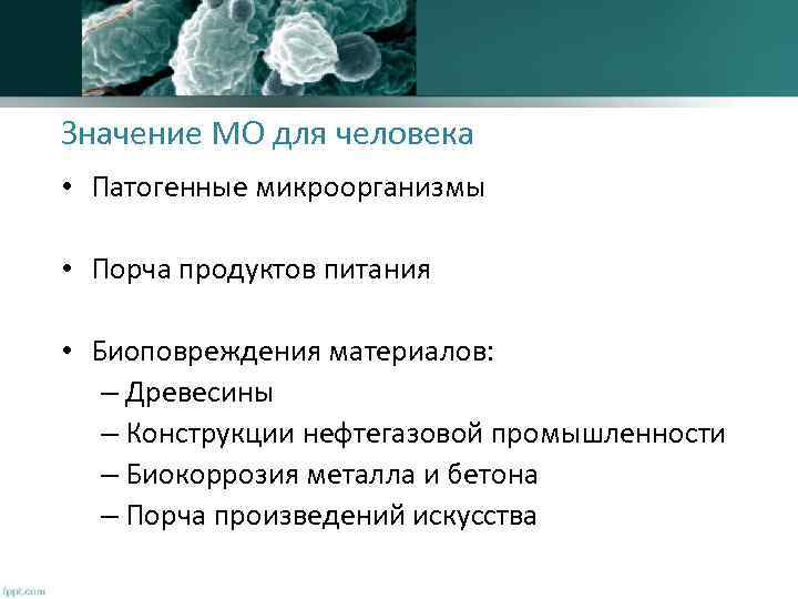 Значение МО для человека • Патогенные микроорганизмы • Порча продуктов питания • Биоповреждения материалов: