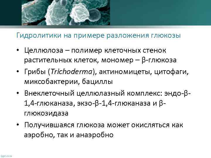 Гидролитики на примере разложения глюкозы • Целлюлоза – полимер клеточных стенок растительных клеток, мономер