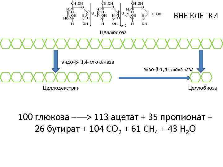 ВНЕ КЛЕТКИ Целлюлоза эндо-β- 1, 4 -глюканаза экзо-β-1, 4 -глюканаза Целлодекстрин Целлобиоза ВНУТРИ КЛЕТКИ