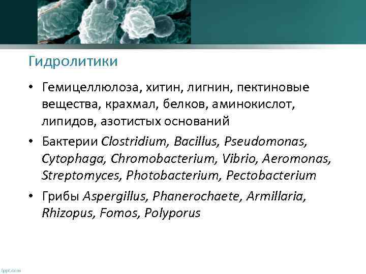 Гидролитики • Гемицеллюлоза, хитин, лигнин, пектиновые вещества, крахмал, белков, аминокислот, липидов, азотистых оснований •