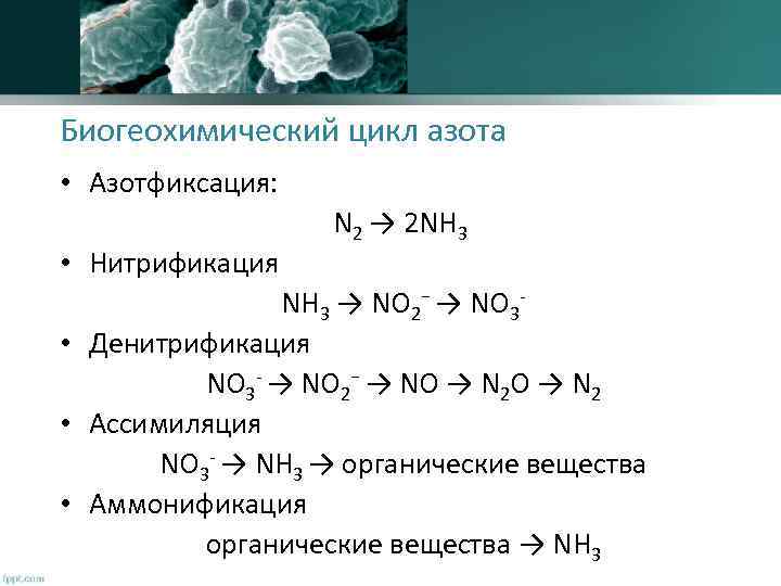 Биогеохимический цикл азота • Азотфиксация: • Нитрификация N 2 → 2 NH 3 →