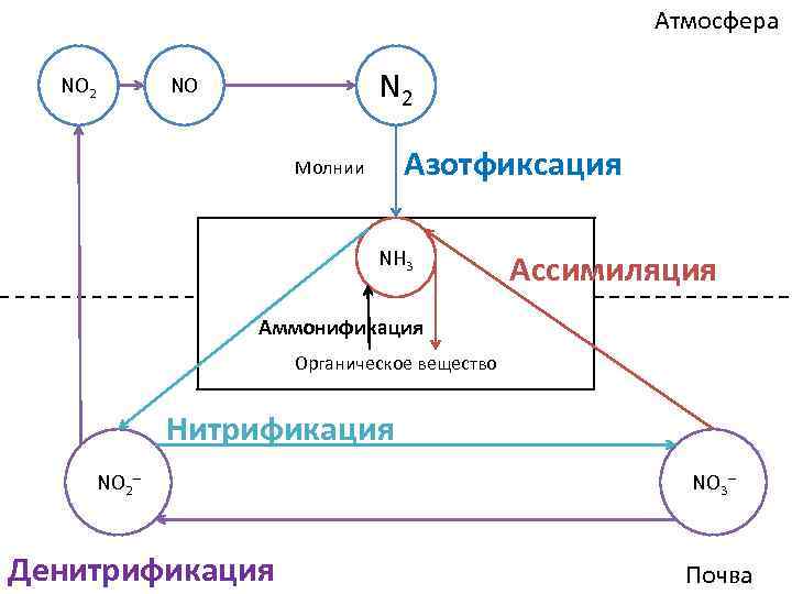 Атмосфера NO 2 NO Азотфиксация Молнии NH 3 Ассимиляция Аммонификация Органическое вещество Нитрификация NO