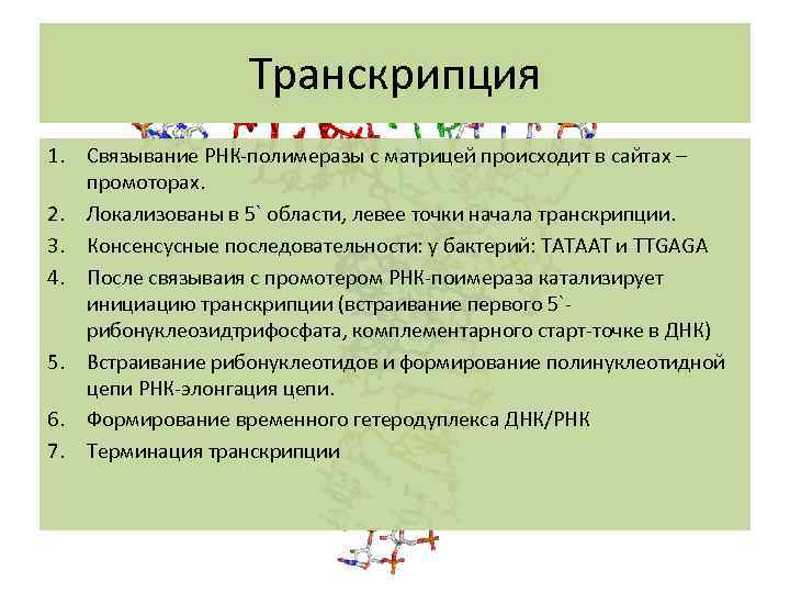 Транскрипция 1. Связывание РНК-полимеразы с матрицей происходит в сайтах – промоторах. 2. Локализованы в