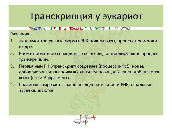 Транскрипция у эукариот Различия: 1. Участвуют три разные формы РНК-полимеразы, процесс происходит в ядре.