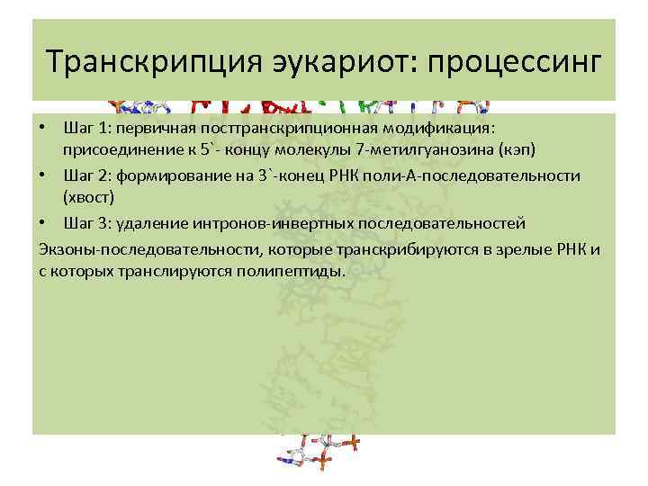 Транскрипция эукариот: процессинг • Шаг 1: первичная посттранскрипционная модификация: присоединение к 5`- концу молекулы