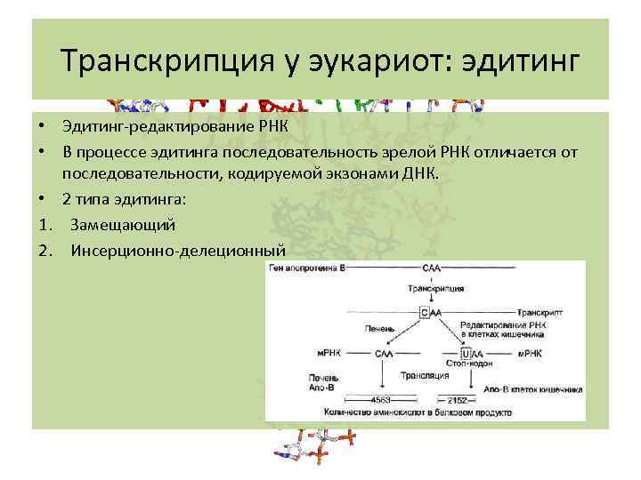 Транскрипция у эукариот: эдитинг • Эдитинг-редактирование РНК • В процессе эдитинга последовательность зрелой РНК