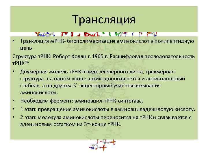 Трансляция • Трансляция м. РНК- биополимеризация аминокислот в полипептидную цепь. Структура т. РНК: Роберт