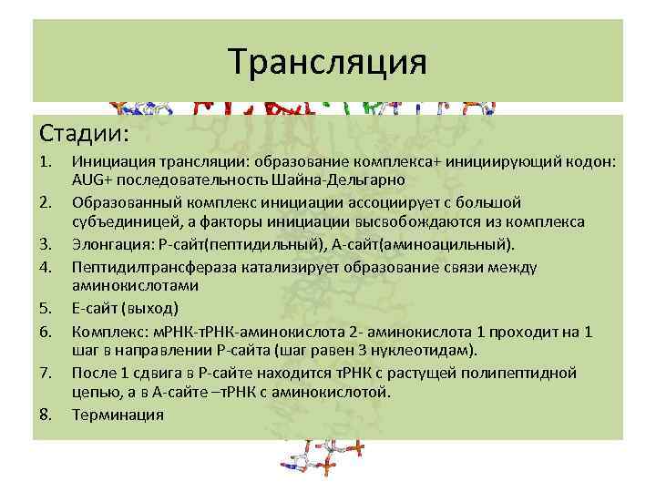 Трансляция Стадии: 1. 2. 3. 4. 5. 6. 7. 8. Инициация трансляции: образование комплекса+