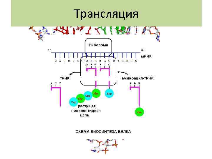 Трансляция 