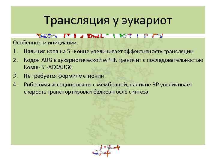 Трансляция у эукариот Особенности инициации: 1. Наличие кэпа на 5`-конце увеличивает эффективность трансляции 2.