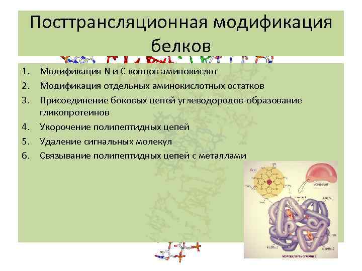 Посттрансляционная модификация белков 1. Модификация N и C концов аминокислот 2. Модификация отдельных аминокислотных