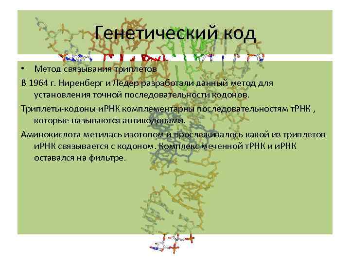 Генетический код • Метод связывания триплетов В 1964 г. Ниренберг и Ледер разработали данный
