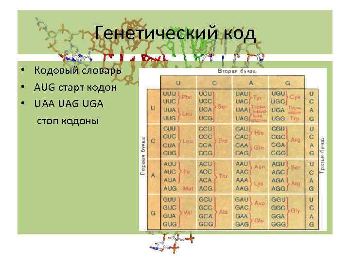 Генетический код • Кодовый словарь • AUG старт кодон • UAA UAG UGA стоп