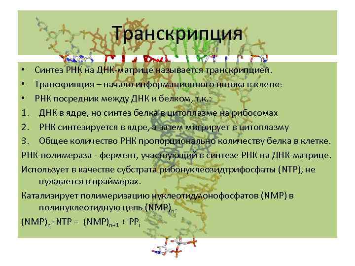 Транскрипция • Синтез РНК на ДНК-матрице называется транскрипцией. • Транскрипция – начало информационного потока