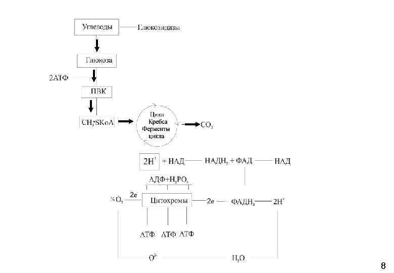 Аэробное окисление углеводов схема