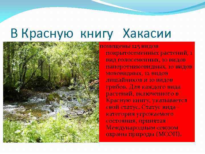 В Красную книгу Хакасии помещены 125 видов покрытосеменных растений, 1 вид голосеменных, 10 видов